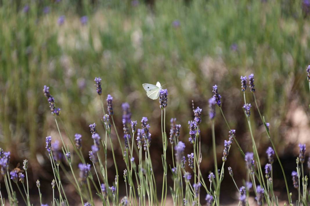 Renkleriyle büyülüyor, kokusuyla dinlendiriyor! Meram’da beklenen an geldi 8